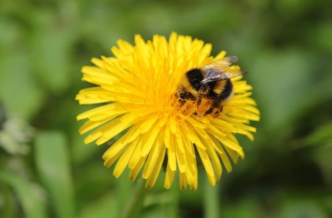 blomst og bie