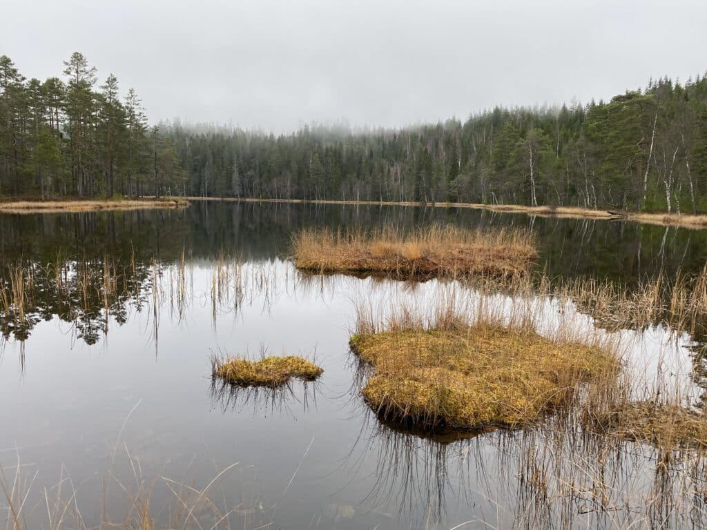 skogsvann