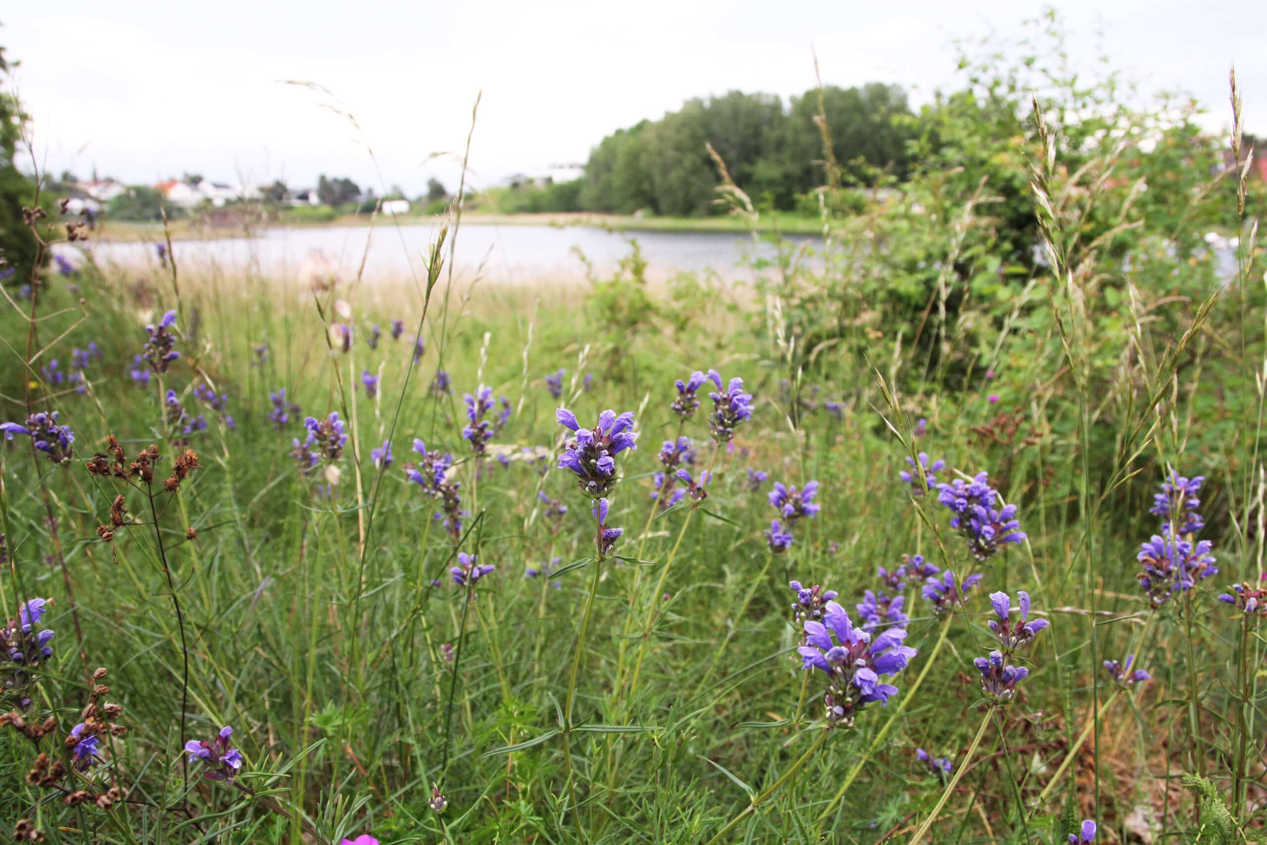 Dragehode blomstrer