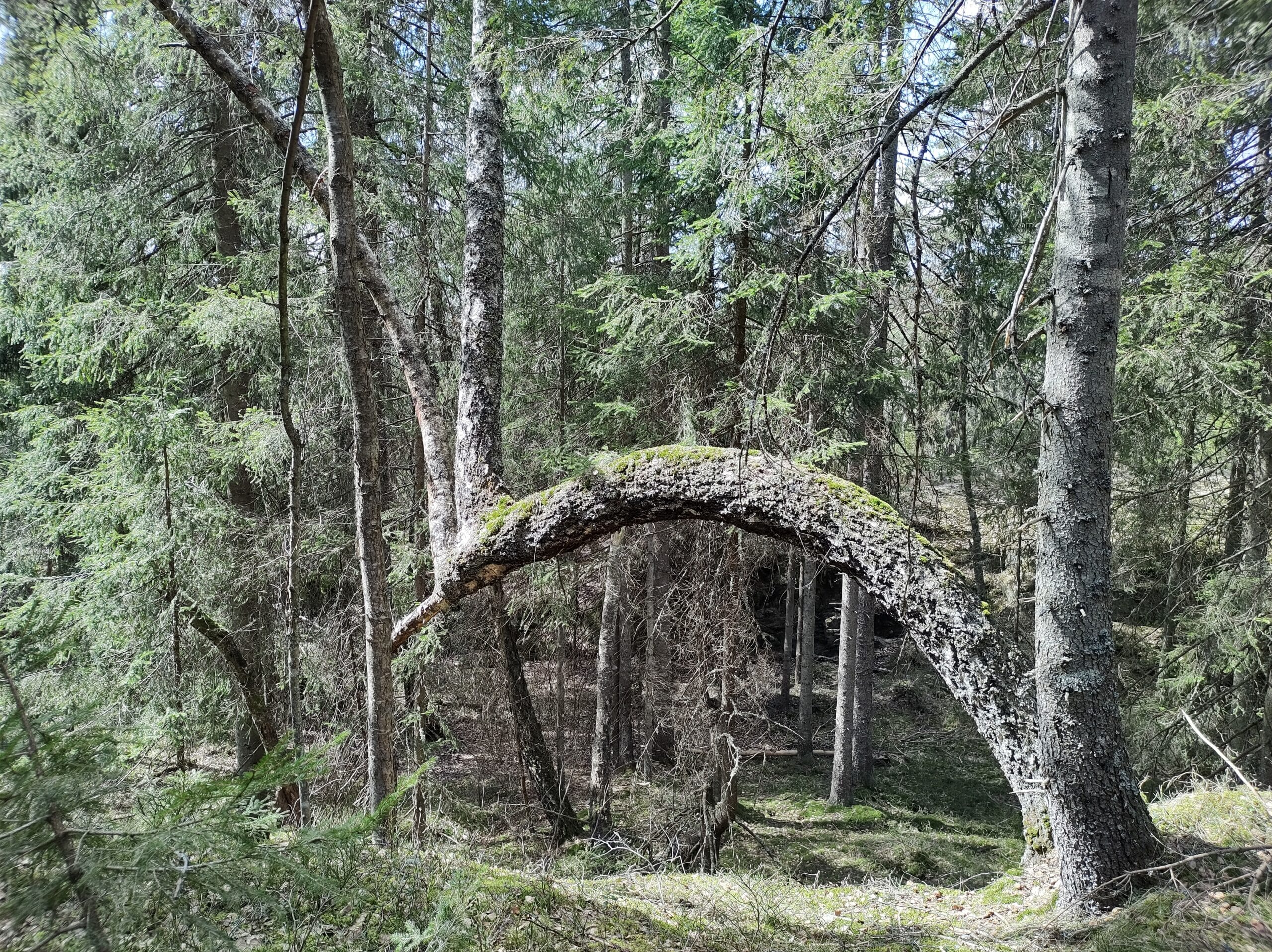 skog,gammelskog