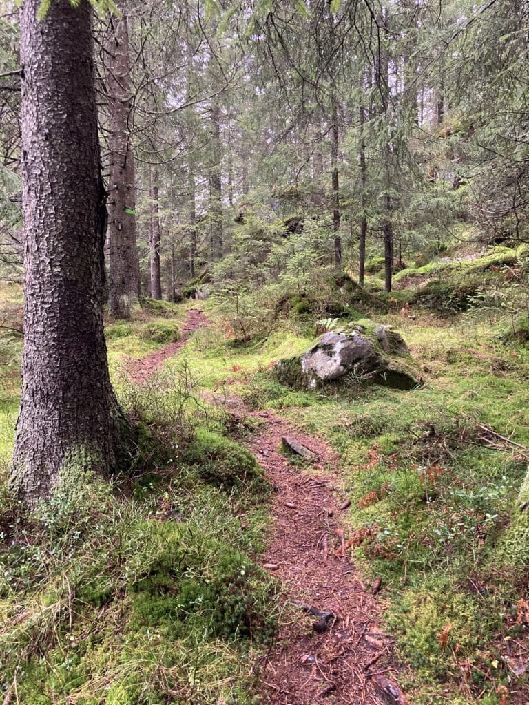 Sti ved Frønsvollen. Nordmarka høst 2022.