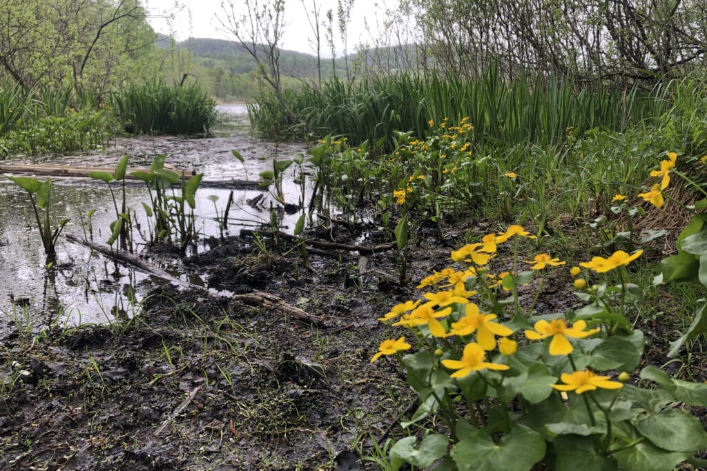 blomster, vann, busker, fjell i bakgrunn