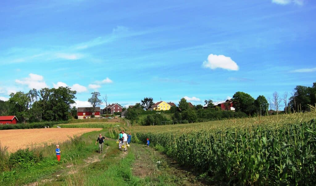 Maisplukkere i åker