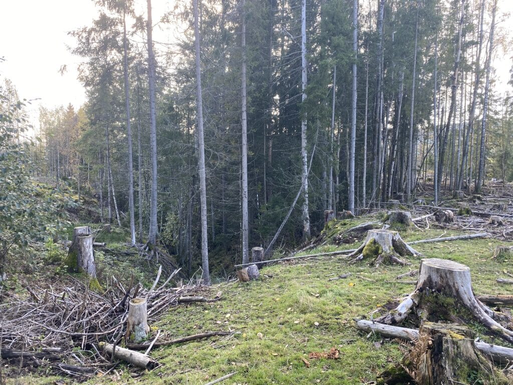 ravine, skog, bekk