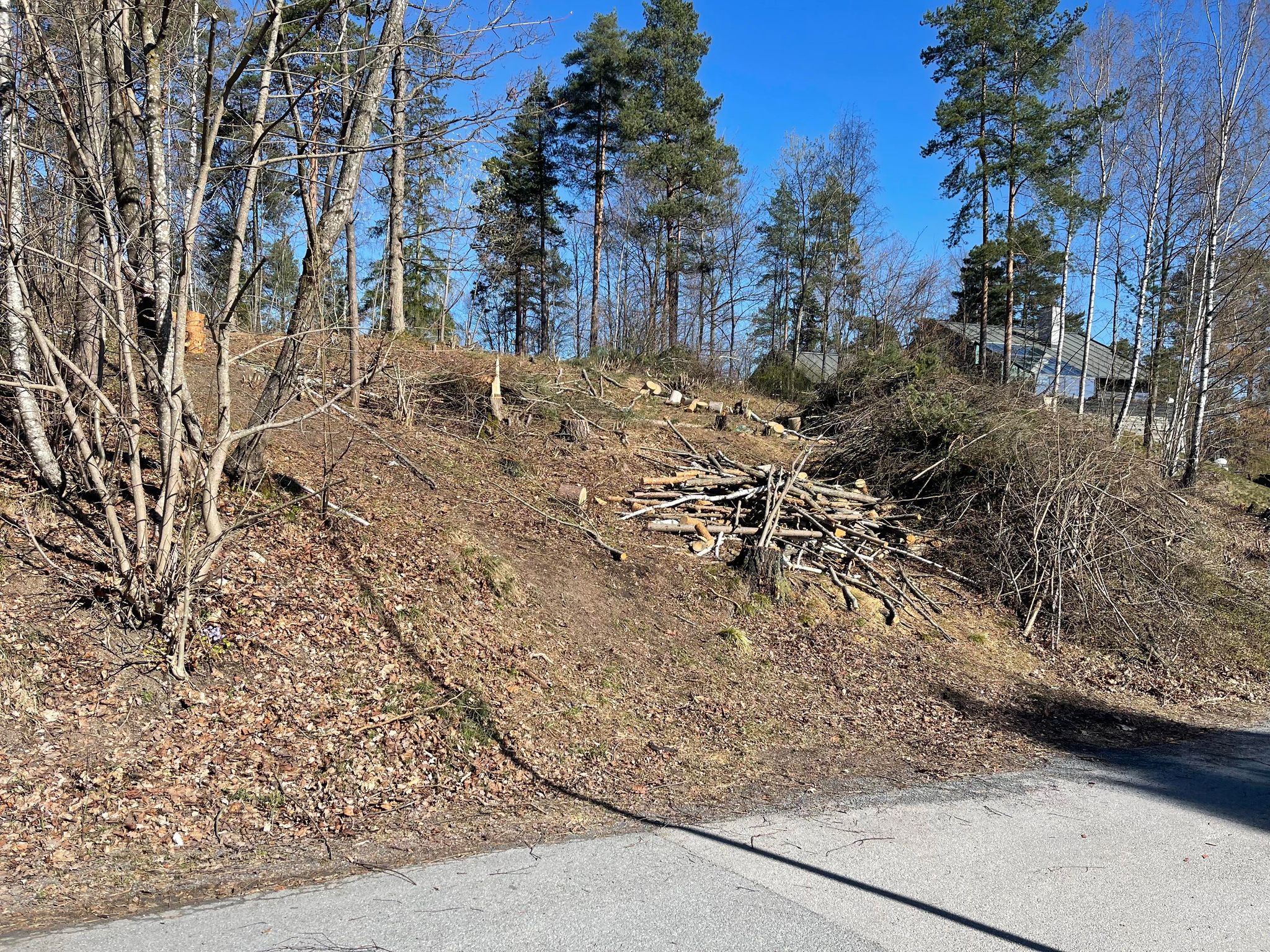 Plahteskogen, 15.4.2024