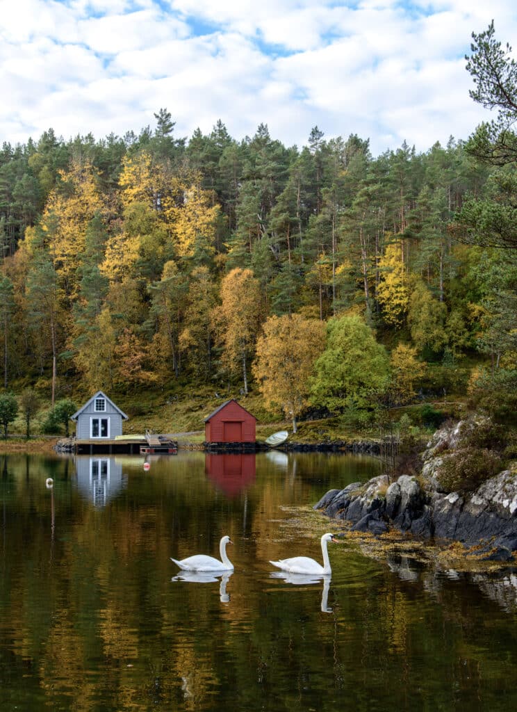 Landrøyvågen, idyll med to svaner