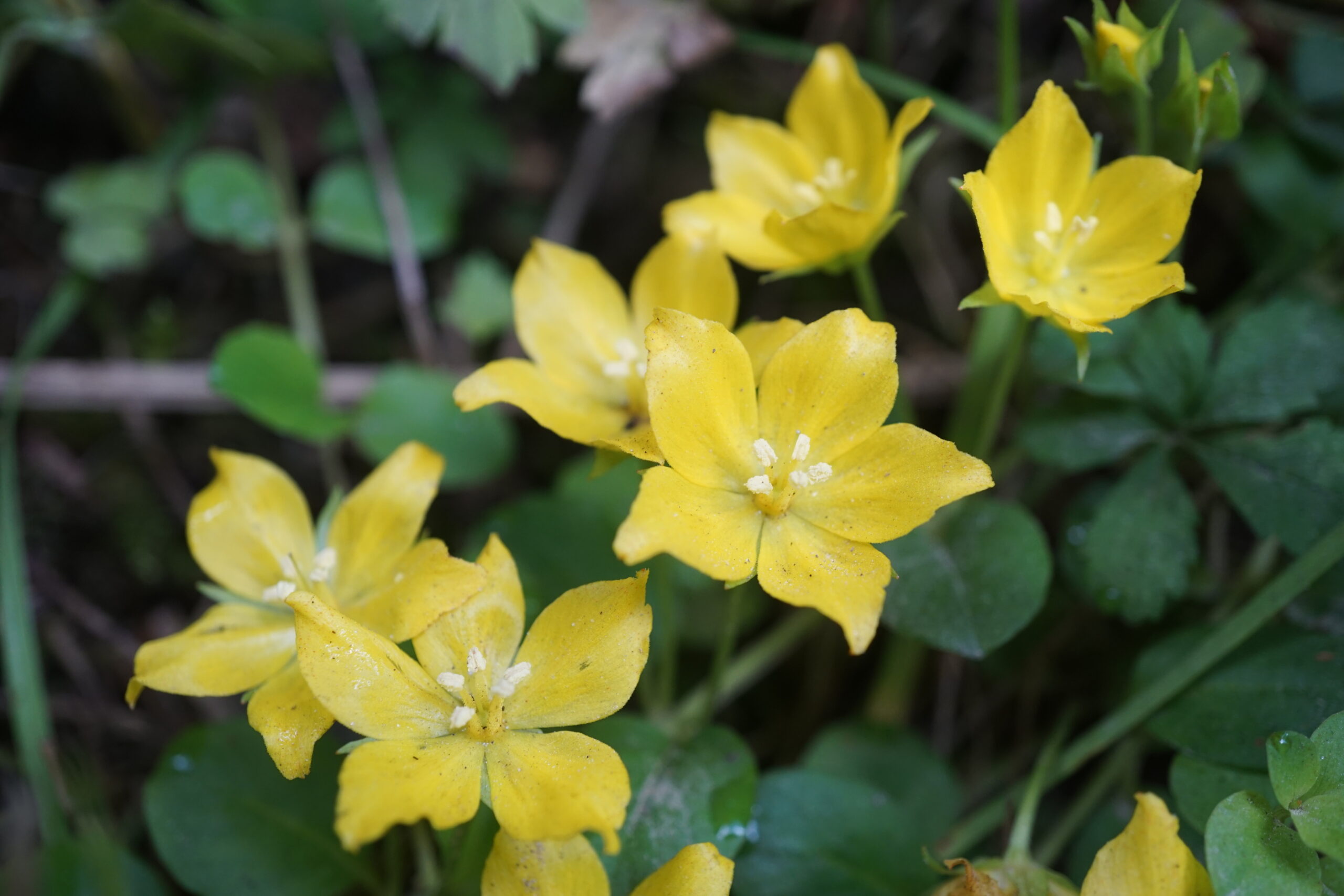 Krypfredløs er en hagerømling. Gul blomst