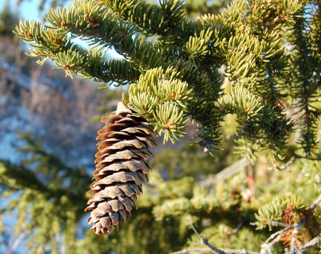 Norsk gran, picea abies