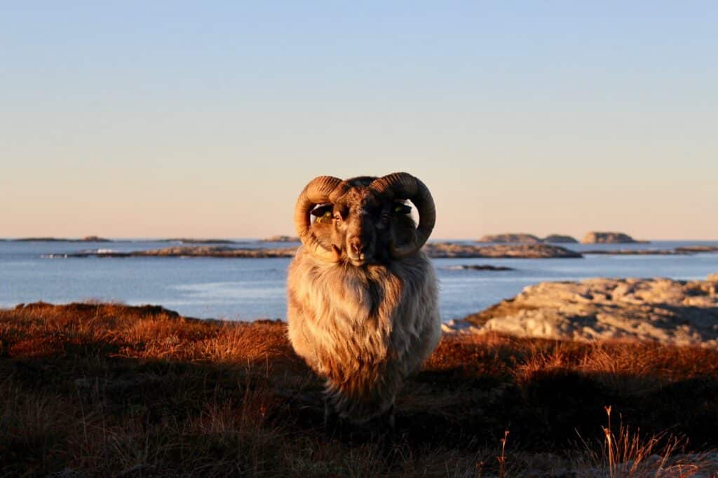 Natur og artsmangfold, sau, kystlynghei.