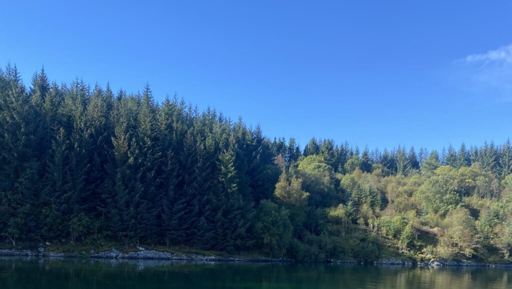 Sitkagranen overtar naturskogen på Rapeneset. Skogbruk.