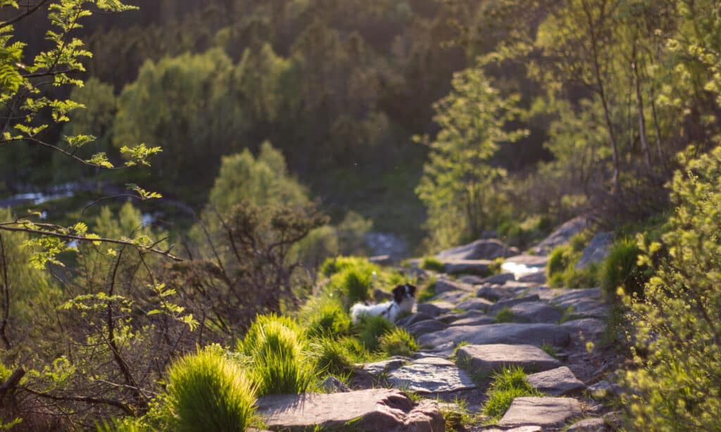 Naturen på vei ned fra ulriken, vår nærnatur