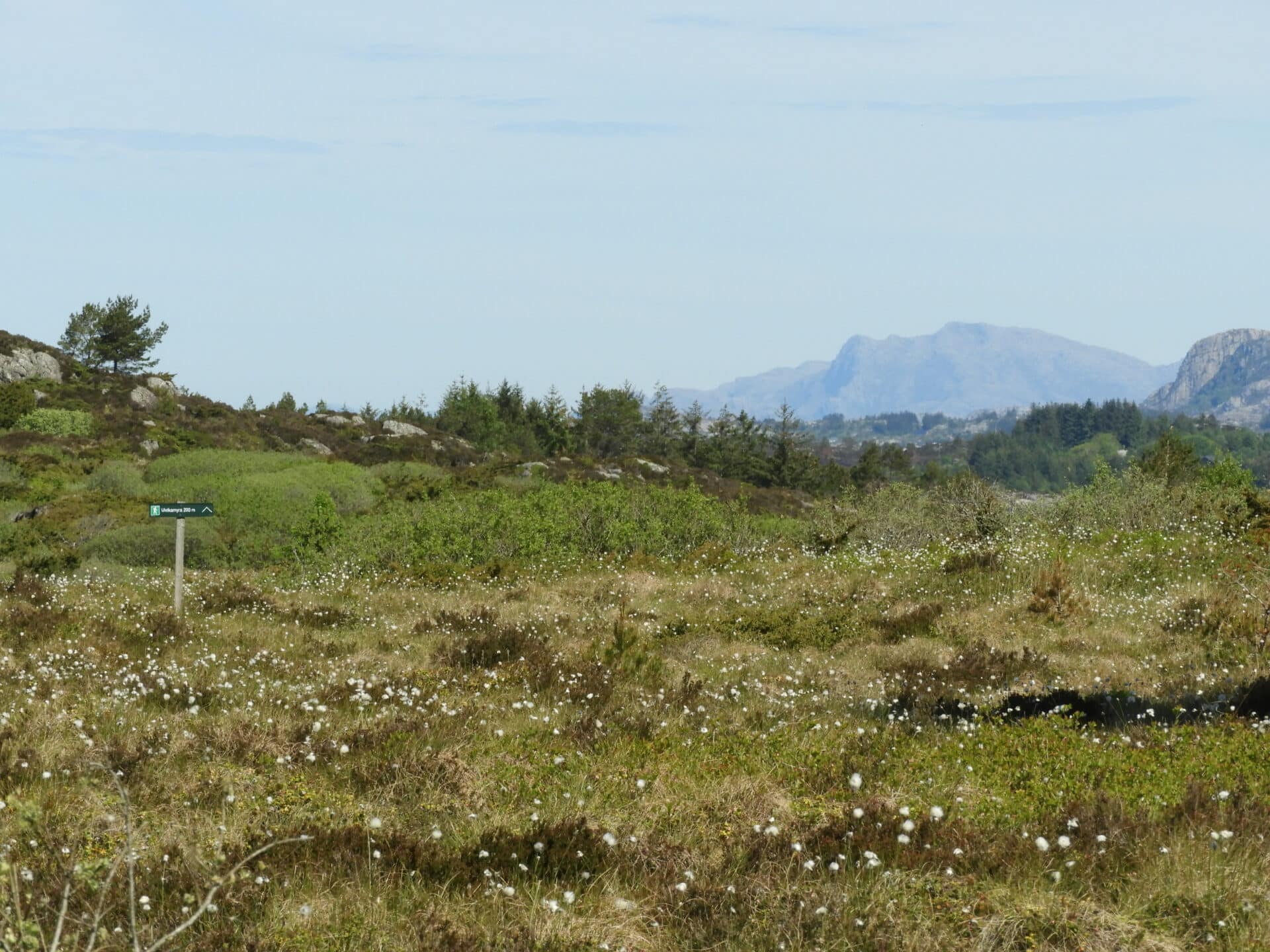 Øksnesmarka. Foto av Gunvar Mikkelsen.