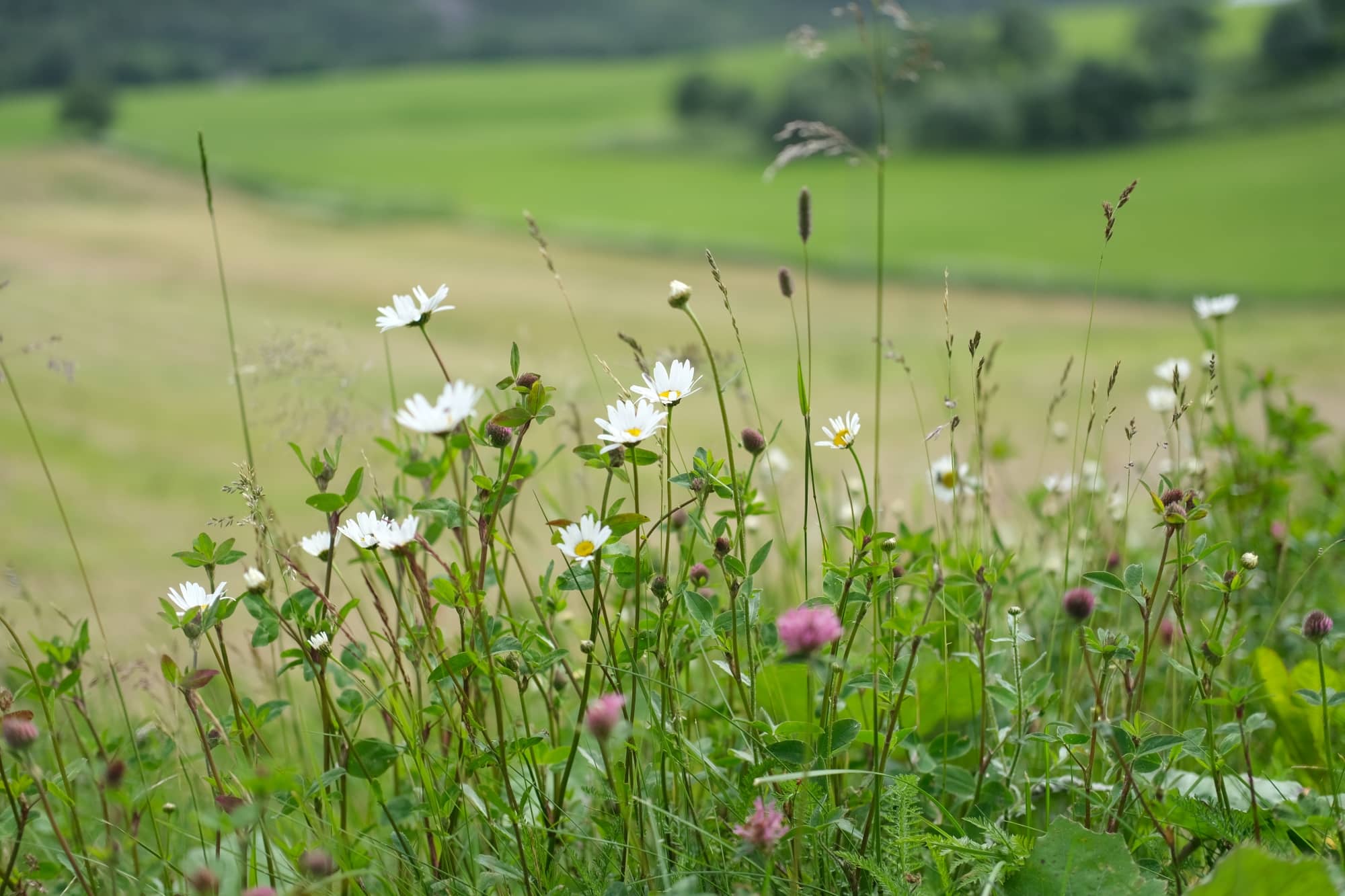 Blomstereng på gården