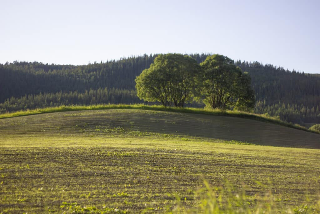 miljøvennlig mat, gresset spirer, bakke