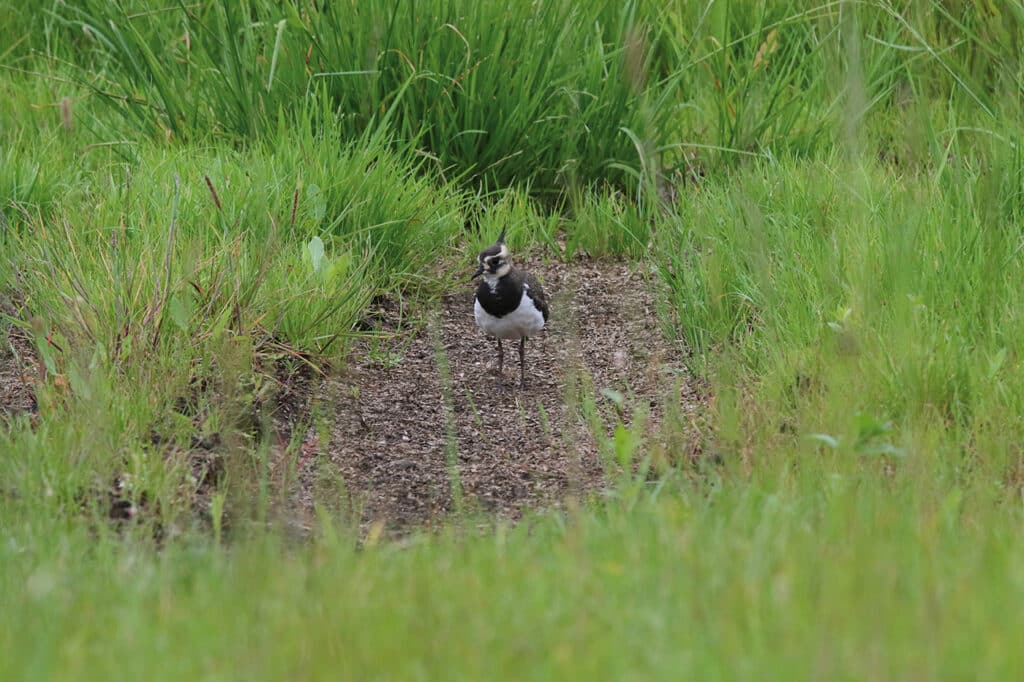 Flyveferdig vipeunge på Unneland