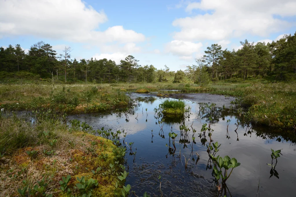 Naturen i Kokstaddalen juni 2023