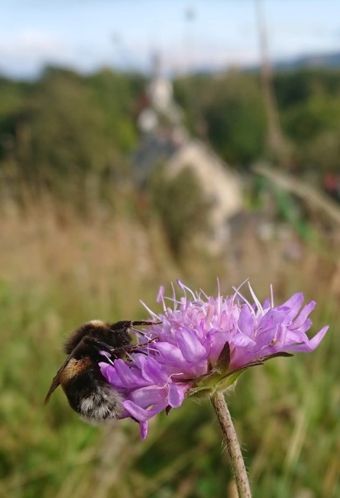 Humle på blomstereng