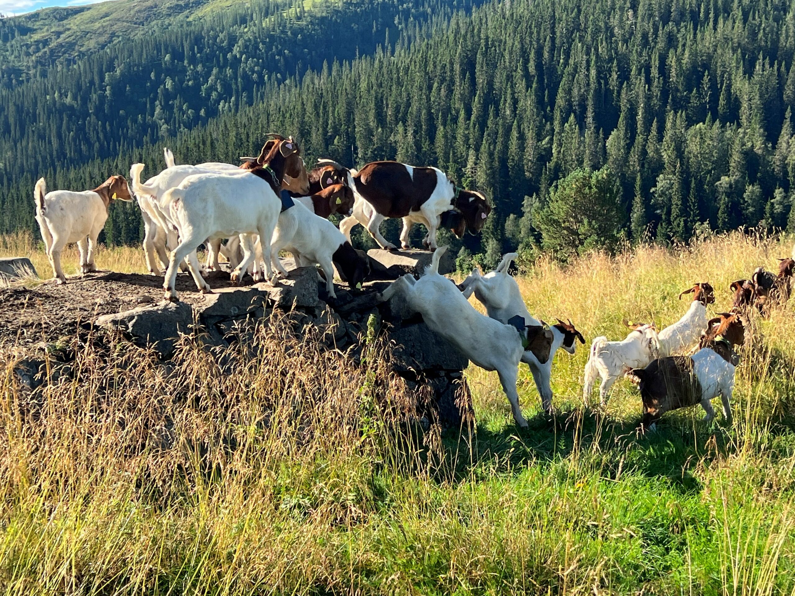 Boergeiter på jobb i Bjørndalen