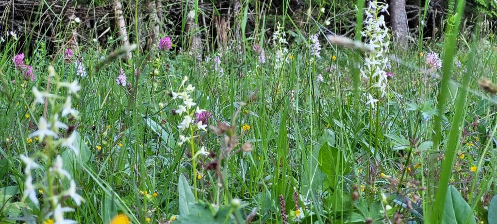 Blomsterenga i Beitlandet