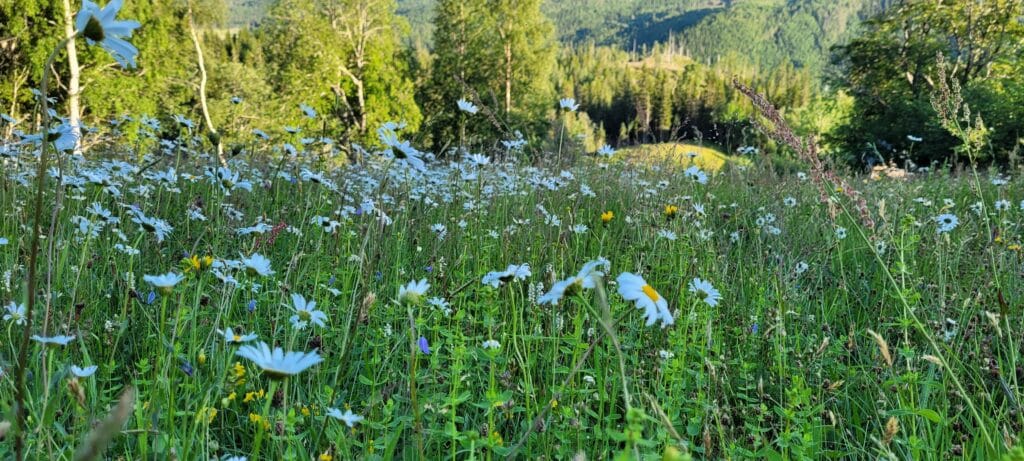 Blomstereng i Beitlandet, Stjørdal