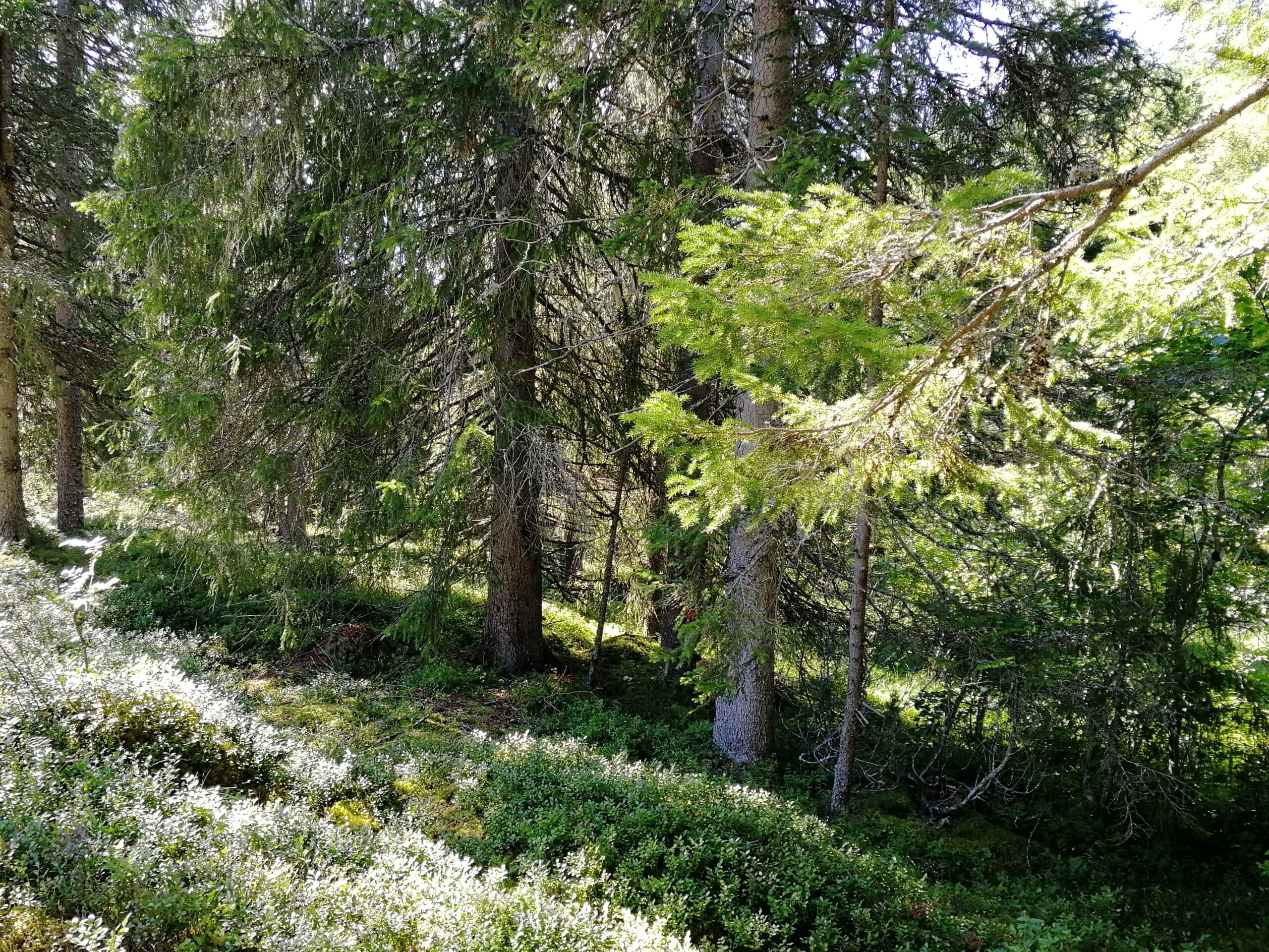 granskog med sollys