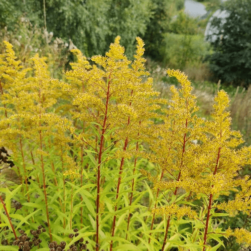 Naturvernforbundet Trøndelag