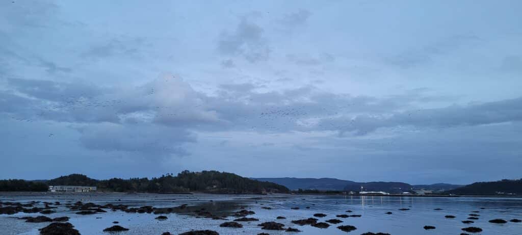 Grågås og/eller kortnebbgås i det fjerne over langfjæra i Vikanbukta 