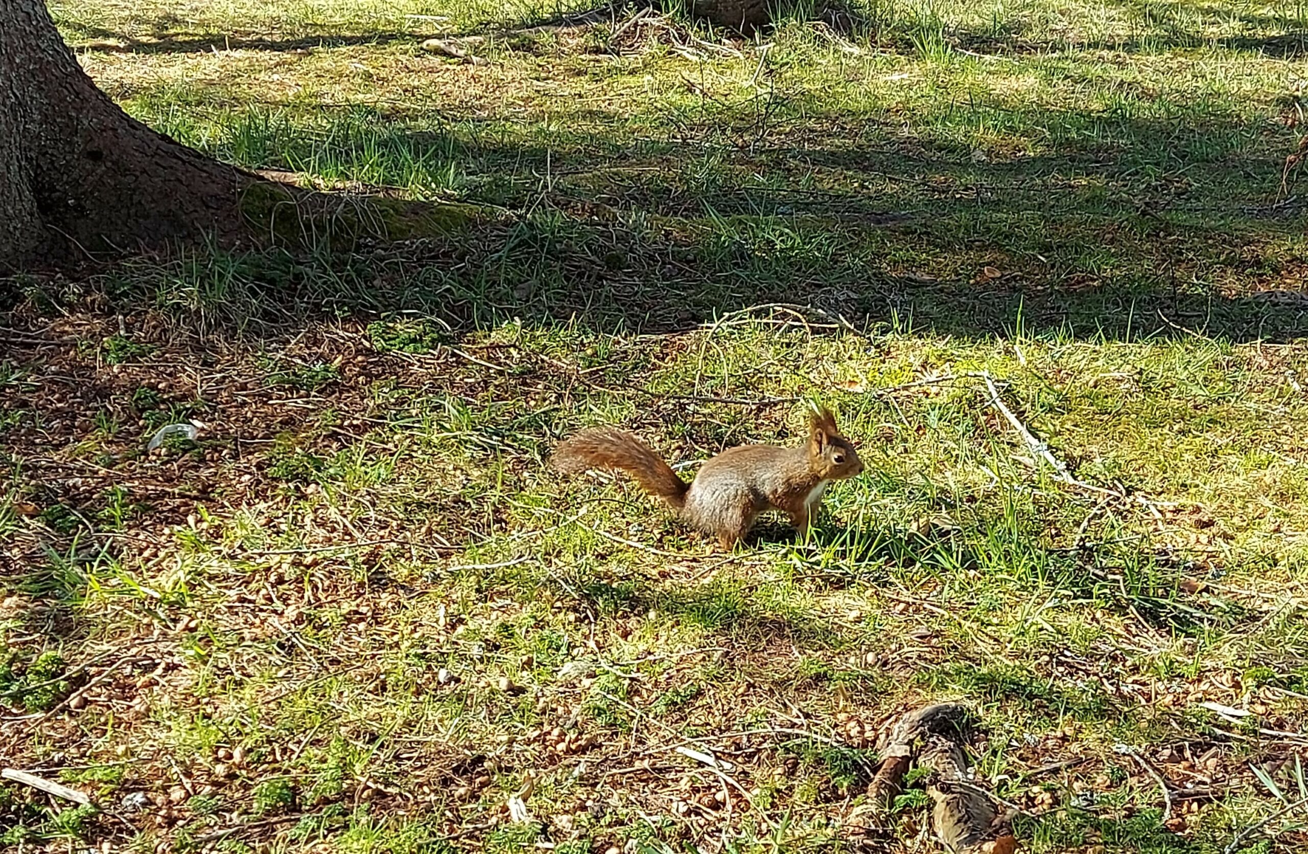 Naturvernforbundet i Trøndelag