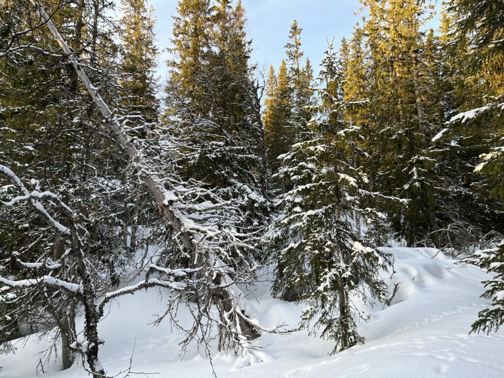 Gammel skog ved Langen i Meråker