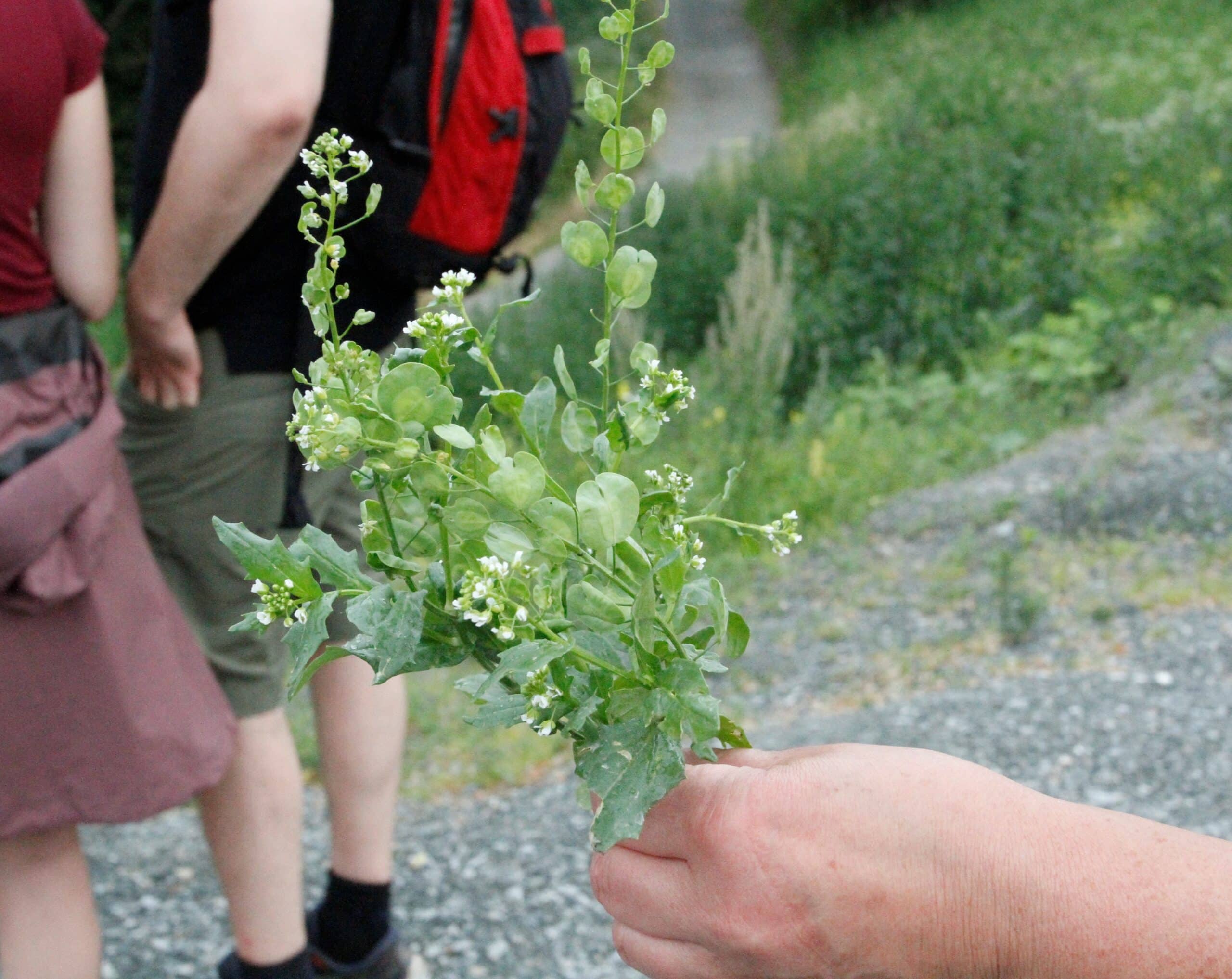 Naturgledetur spiselige vekster