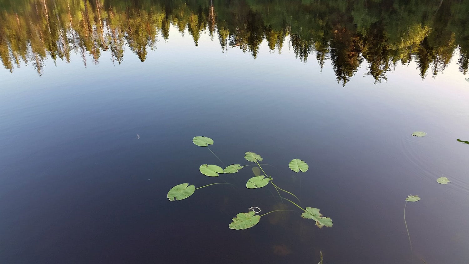 Rundtjern (foto Espen Backe)