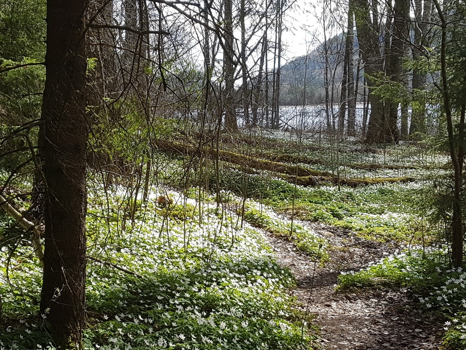 skog