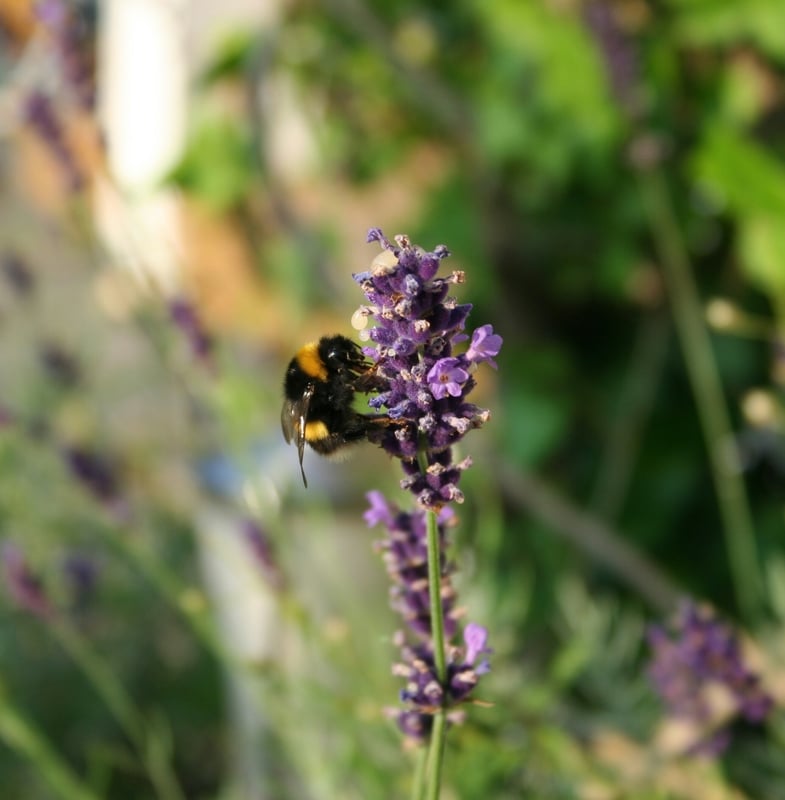 Humle på lavendel