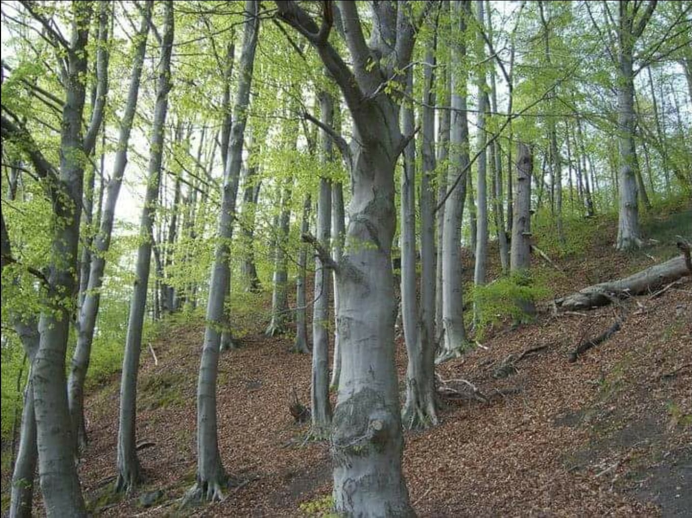 Bøkeskogen i Halden må bevares