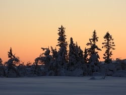 skog i solnedgang