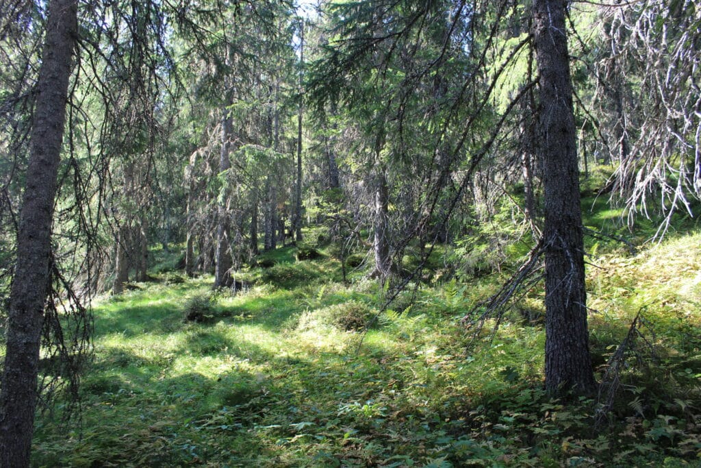 Foto Per Ivar Kvammen Granskog på Knappkjølen