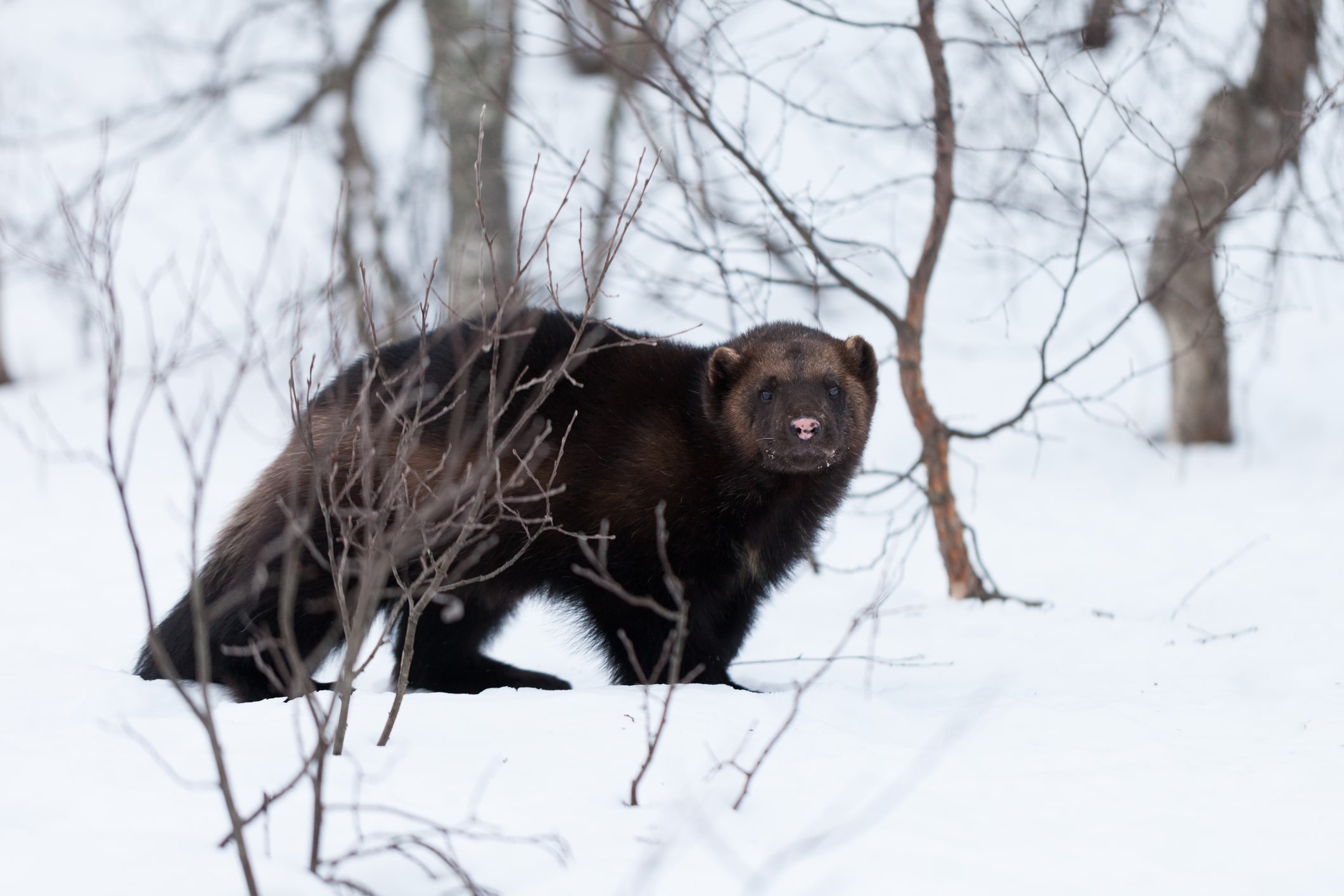 Jerv. Foto: jamenpercy/Istockphoto