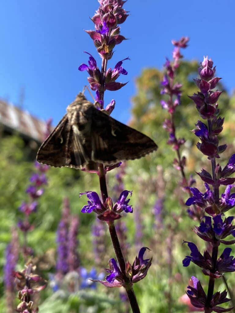 Sommerfuglen gammafly. Foto: Heidi Kristoffersen.